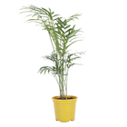 Palmeira Chamaedorea elegans Pote 11 Planta Natural