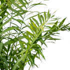 Palmeira Chamaeodorea Elegans Médio Planta Natural