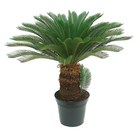 Palmeira Cycas Revoluta Pote 40