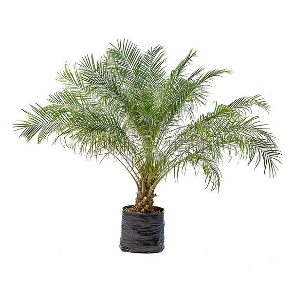 Palmeira Fenix Phoenix roebelenii Grande Planta Natural