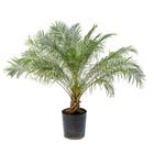 Palmeira Fenix Phoenix Roebelenii Grande Pote 18 Planta Natural