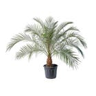 Palmeira Fenix Phoenix Roebelenii Grande Pote 25 Planta Natural