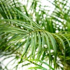 Palmeira Fenix Phoenix Roebelenii Grande Pote 25 Planta Natural