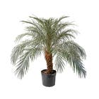 Palmeira Fenix Phoenix Roebelenii Grande Pote 33 Planta Natural