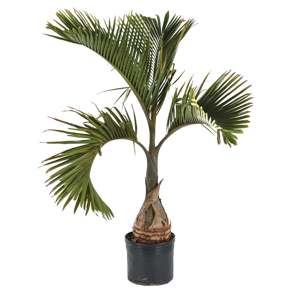 Palmeira Garrafa PT60