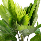 Palmeira Licuala Grandis Pequeno Planta Natural