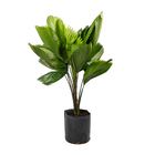 Palmeira Licuala Grandis Pequeno Planta Natural