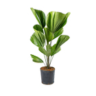 Palmeira Licuala grandis Pequeno Planta Natural