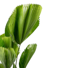 Palmeira Licuala grandis Pequeno Planta Natural