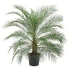 Palmeira Phoenix Pote 50