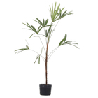 Palmeira Raphis 1 Haste