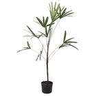 Palmeira Raphis 1 Haste