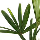 Palmeira Raphis 1 Haste