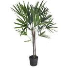 Palmeira Raphis 2 Hastes