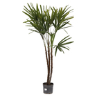Palmeira Raphis 3 Hastes