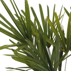 Palmeira Raphis 3 Hastes