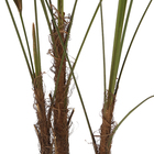 Palmeira Raphis 3 Hastes