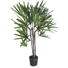 Palmeira Raphis 3 Hastes