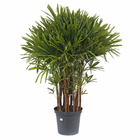 Palmeira Raphis 8 a 10 Hastes 180cm Pote 60