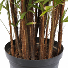 Palmeira Raphis 8 a 10 Hastes 180cm Pote 60