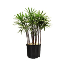 Palmeira Raphis 8 a 10 Hastes 180cm Pote 60