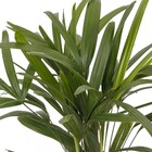 Palmeira Raphis Pote 17 Planta Natural