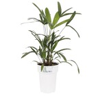 Palmeira Raphis Pote 17 Planta Natural