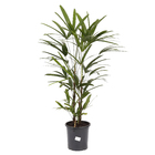 Palmeira Raphis Pote 23