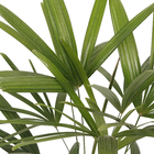 Palmeira Raphis Pote 23