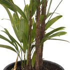 Palmeira Raphis Pote 23