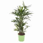 Palmeira Raphis Pote 24