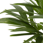 Palmeira Raphis Pote 24