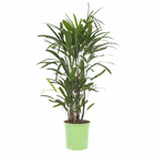 Palmeira Raphis Pote 24