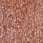 Papel De Parede Adesivo Casca De Árvore - 3,0m