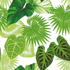 Papel De Parede Adesivo Floral Com Folhas Tropicais Verdes 1m