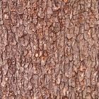 Papel De Parede Adesivo Tronco De Madeira Rústica 2 18m