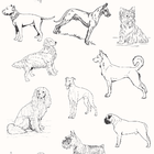 Papel De Parede Animais 6 Papel De Parede Rolo 0,51cm 2,5m