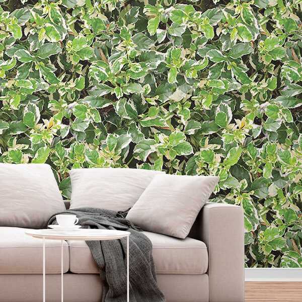 Papel De Parede Folhagem Tipo Ficus Variegata Jardim 3m