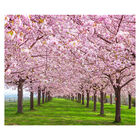 Papel De Parede Japonês Jardim Sakura Árvore Sala Adesivo - 4