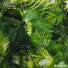 Papel De Parede Kantai Grace 4 - Folhagem Verde