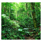 Papel De Parede Paisagem Floresta Natureza Sala Painel - 023p