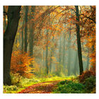 Papel De Parede Paisagem Floresta Natureza Sala Painel - 055p