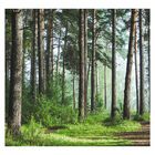 Papel De Parede Paisagem Floresta Natureza Sala Painel - 057p