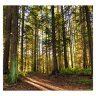 Papel De Parede Paisagem Floresta Natureza Sala Painel - 065p