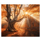 Papel De Parede Paisagem Floresta Natureza Sol Sala Adesivo -