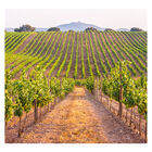 Papel De Parede Viagem Portugal Vinhedo Sala Painel - 367pcp