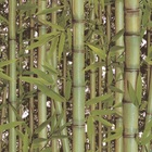 Papel De Parede Vinílico Bambu Verde 0,53x10m
