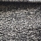 Passadeira Pratatêxtil 0,66m X 1,80m Antiderrapante. Duo