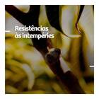 Pasta Selante (podas E Cortes) 20g Forth