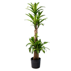 Pau D'Água Dracaena Fragrans Médio Planta Natural